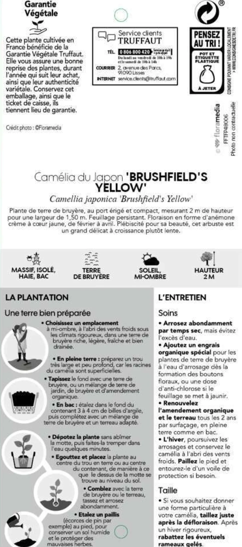 TRUFFAUT - Camellia brushfields Yellow : H.40/50cm 3L