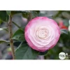 TRUFFAUT - Camellia 'Désir' : H 40/50 cm, ctr 3-4 Litres