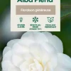 TRUFFAUT - Camellia japonica 'Alba Plana ':H 40/50 cm conteneur 3 litres