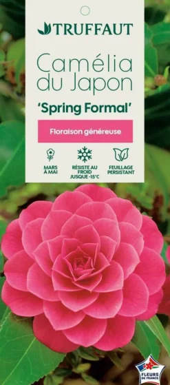 TRUFFAUT - Camellia japonica 'Spring Formal ': conteneur 3 litres