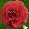 TRUFFAUT - Camellia japonica 'Tom Knudsen ': H. 40/50 cm ctr 3L