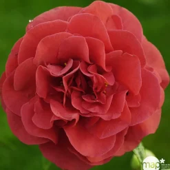 TRUFFAUT - Camellia japonica 'Tom Knudsen ': H. 40/50 cm ctr 3L