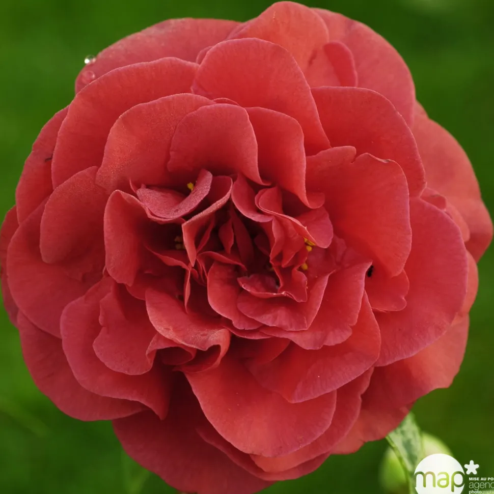 TRUFFAUT - Camellia japonica 'Tom Knudsen ': H. 40/50 cm ctr 3L