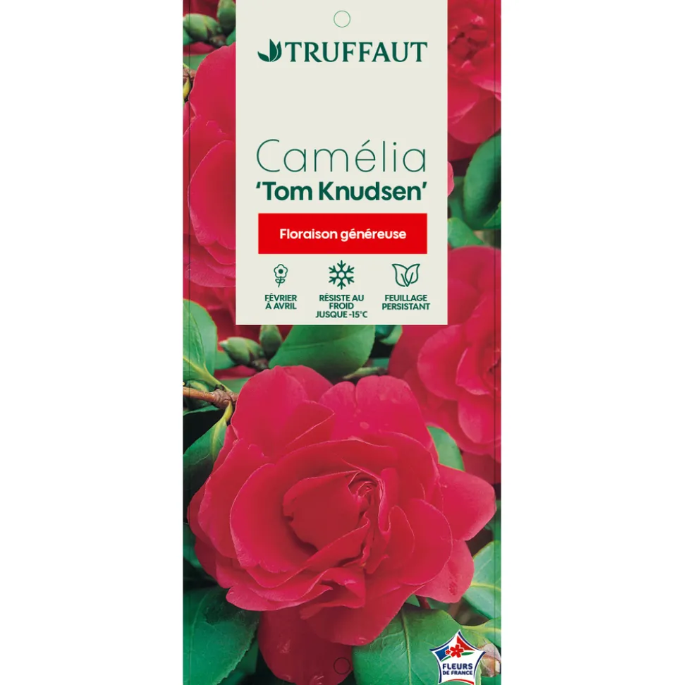 TRUFFAUT - Camellia japonica 'Tom Knudsen ': H. 40/50 cm ctr 3L