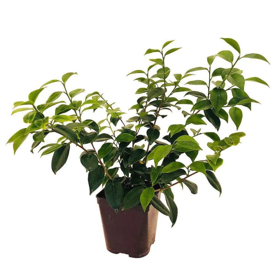 TRUFFAUT - Camellia 'Margaret Davis', H 40/50 cm, contneur 3 Litres