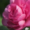 TRUFFAUT - Camellia 'Nuccio's Cameo' : H 40/50 cm, ctr 3/4 Litres