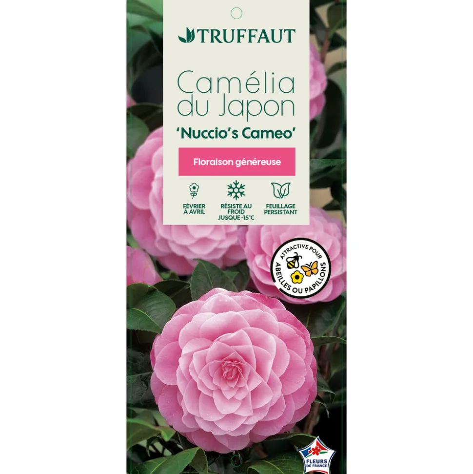 TRUFFAUT - Camellia 'Nuccio's Cameo' : H 40/50 cm, ctr 3/4 Litres