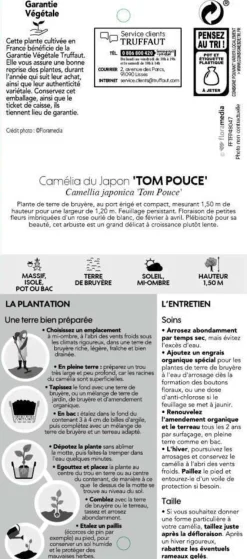 TRUFFAUT - Camellia 'Tom Pouce' : H 40/50 cm, ctr 3 Litres