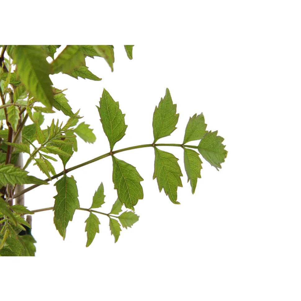 TRUFFAUT - Campsis radicans : conteneur 1.5 litres