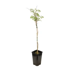 TRUFFAUT - Campsis radicans : conteneur 1.5 litres