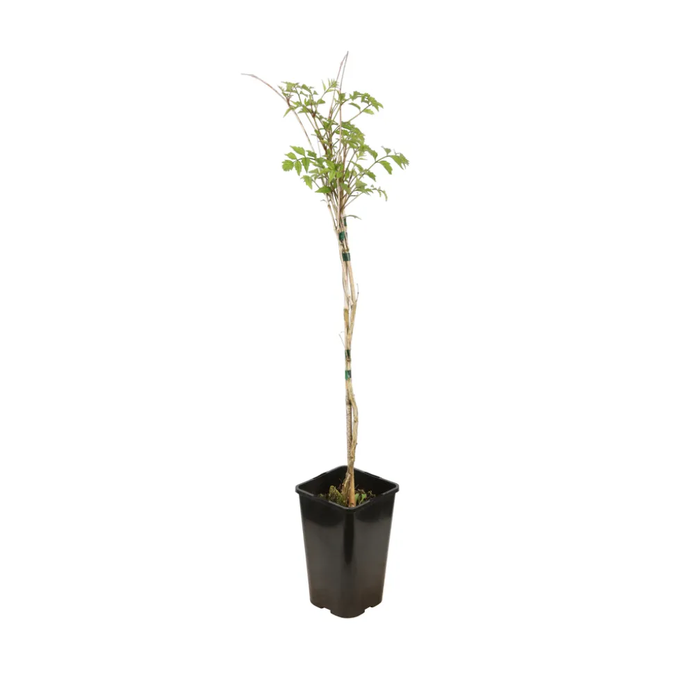 TRUFFAUT - Campsis radicans : conteneur 1.5 litres