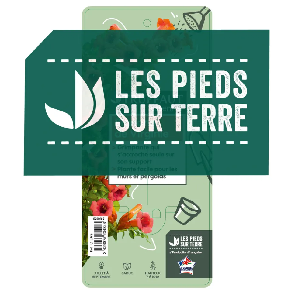 TRUFFAUT - Campsis radicans : conteneur 1.5 litres