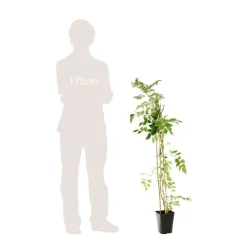 TRUFFAUT - Campsis 'Stromboli' : conteneur de 3 Litres.
