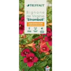 TRUFFAUT - Campsis 'Stromboli' : conteneur de 3 Litres.