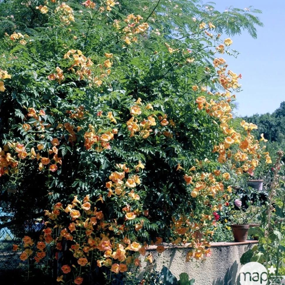 TRUFFAUT - Campsis Yellow Trumpett : ctr 3 litres