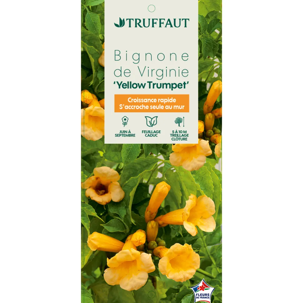 TRUFFAUT - Campsis Yellow Trumpett : ctr 3 litres