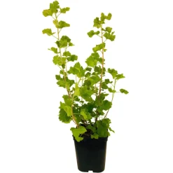 TRUFFAUT - Caseille 'Josta' : pot de 5 litres