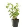 TRUFFAUT - Cassissier 'Andega' : pot de 5 litres