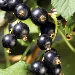 TRUFFAUT - Cassissier 'Andega' : pot de 5 litres