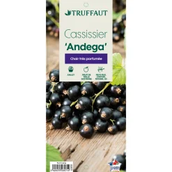 TRUFFAUT - Cassissier 'Andega' : pot de 5 litres