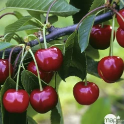 TRUFFAUT - Cerisier 'Burlat', Label Rouge : pot 15L