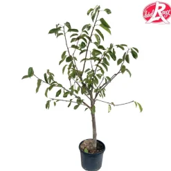 TRUFFAUT - Cerisier 'Burlat', Label Rouge : pot 15L