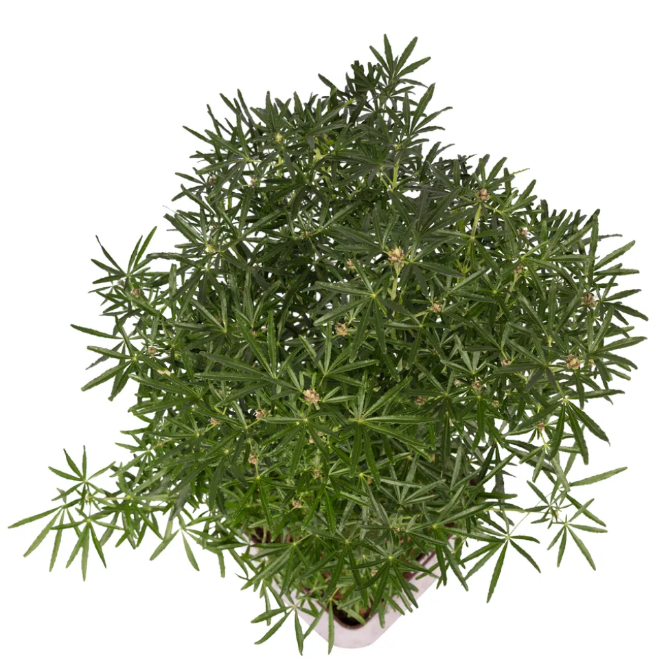 TRUFFAUT - Choisya ternata ' White Dazzler' pot 5L