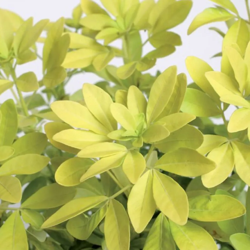 TRUFFAUT - Choisya ternata 'Sundance':pot 7L MDD