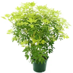 TRUFFAUT - Choisya ternata 'Sundance':pot 7L MDD