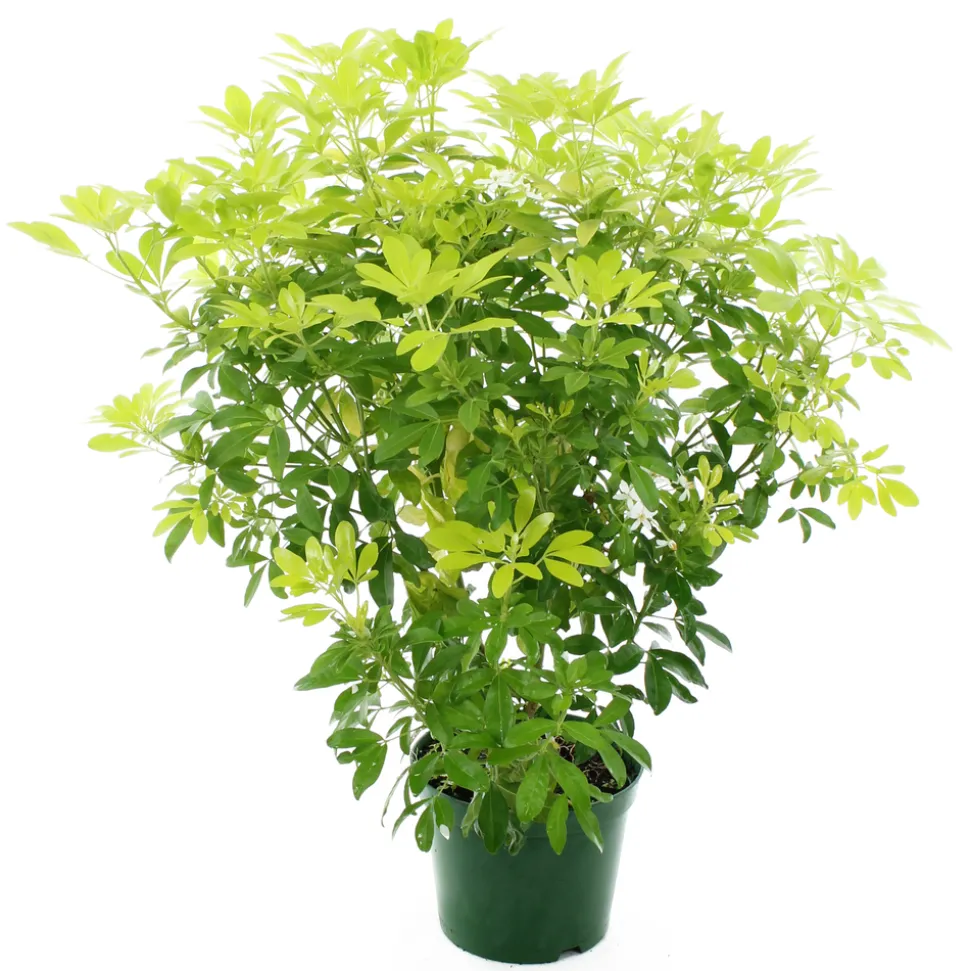 TRUFFAUT - Choisya ternata 'Sundance':pot 7L MDD