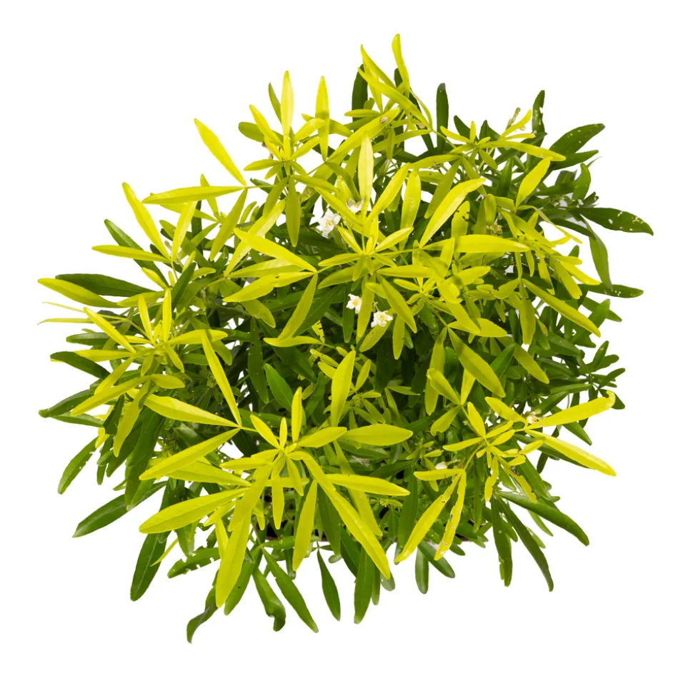 TRUFFAUT - Choisya x 'Aztec Gold' - Pot 5L