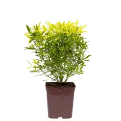 TRUFFAUT - Choisya x 'Aztec Gold' - Pot 5L