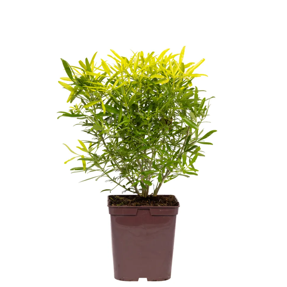 TRUFFAUT - Choisya x 'Aztec Gold' - Pot 5L