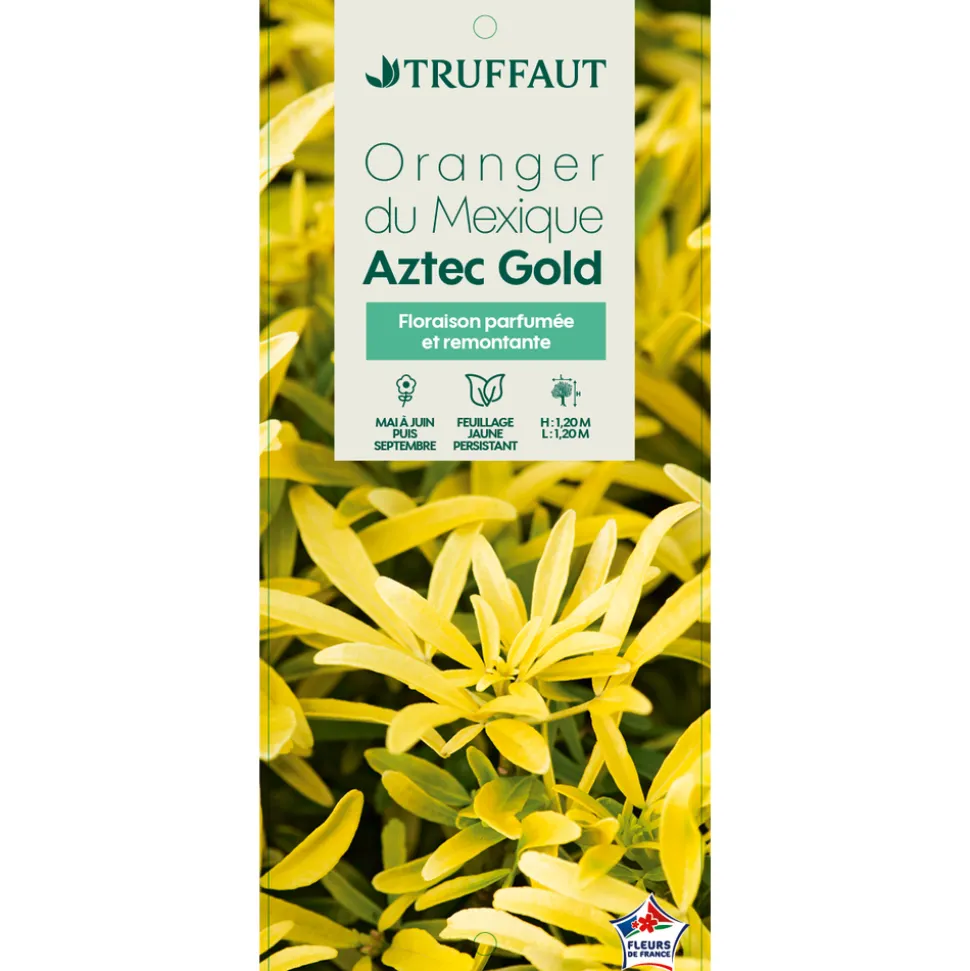 TRUFFAUT - Choisya x 'Aztec Gold' - Pot 5L