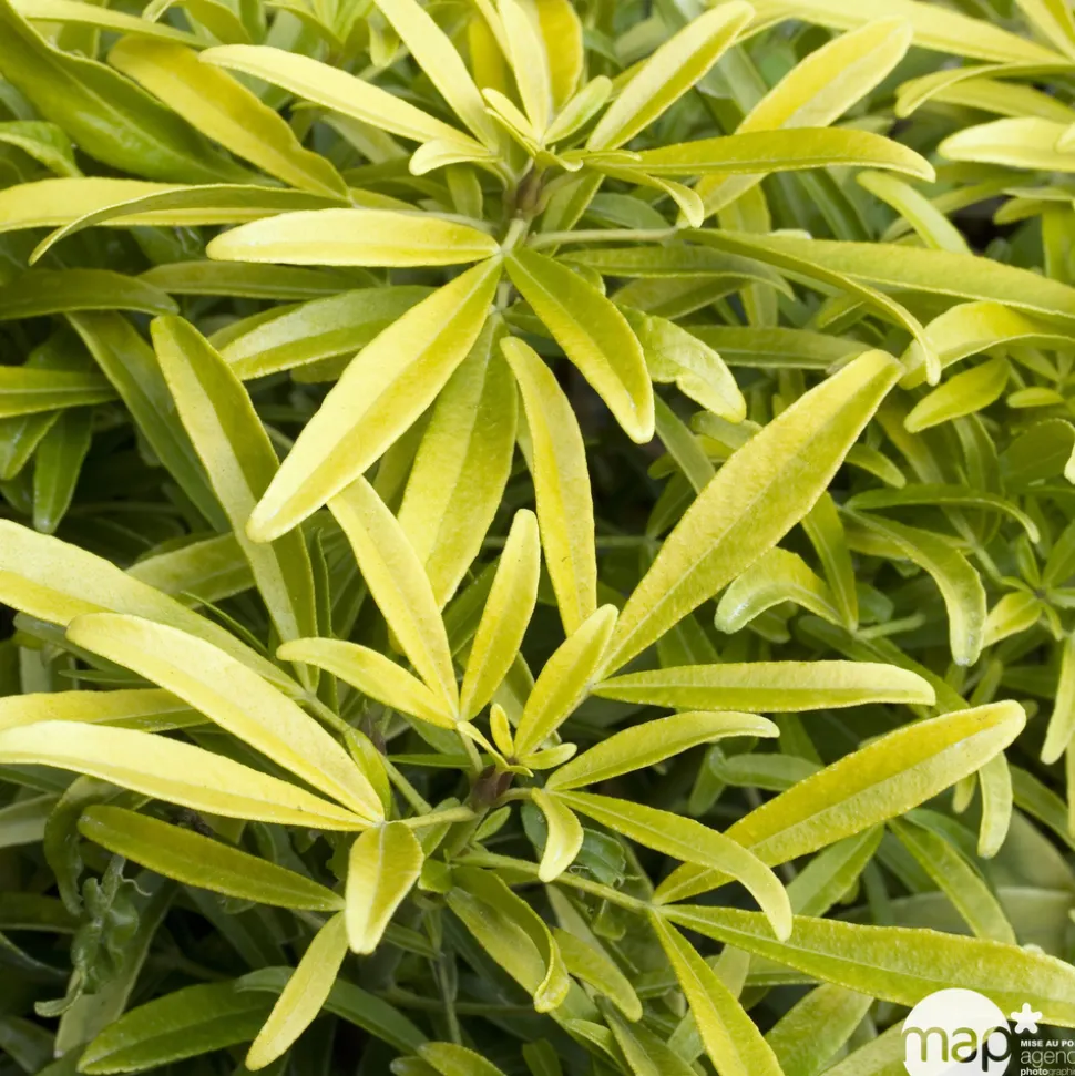 TRUFFAUT - Choisya x 'Aztec Gold':pot 7L MDD
