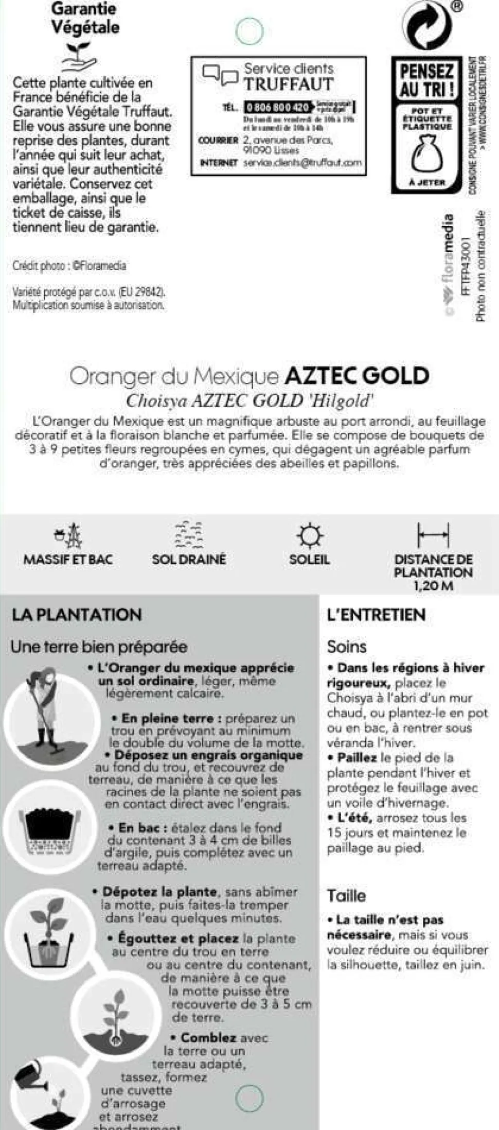 TRUFFAUT - Choisya x 'Aztec Gold':pot 7L MDD