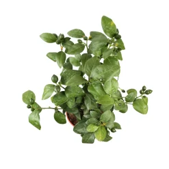 TRUFFAUT - Citronnier, 1/4 Tige - Pot 4/5L