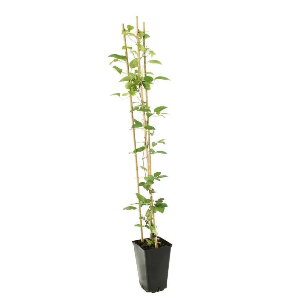 TRUFFAUT - Clematis ' The President ': conteneur 3 litres