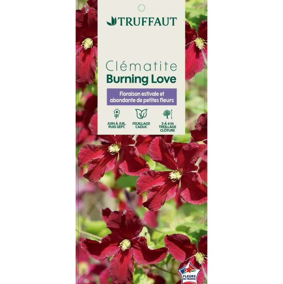 TRUFFAUT - Clematis Burning Love' pot 3L