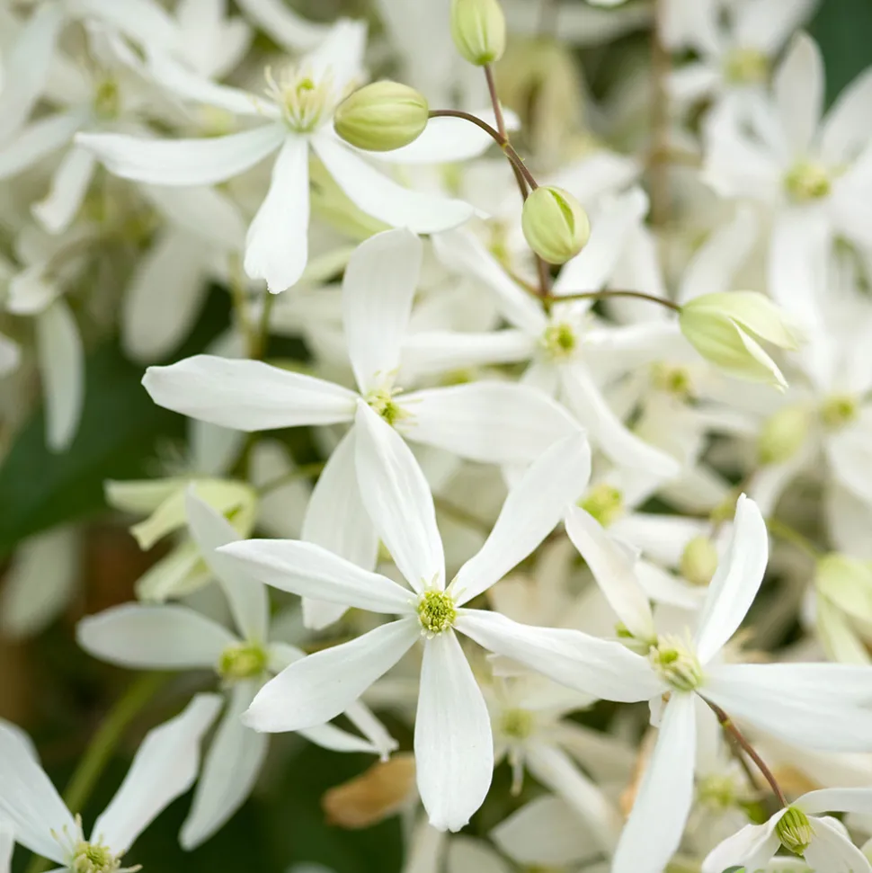TRUFFAUT - Clematis 'Enham Star': pot 3L
