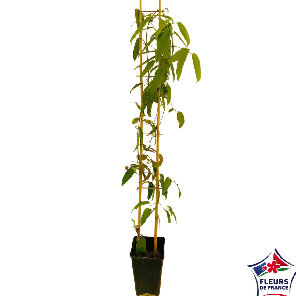 TRUFFAUT - Clematis 'Enham Star': pot 3L