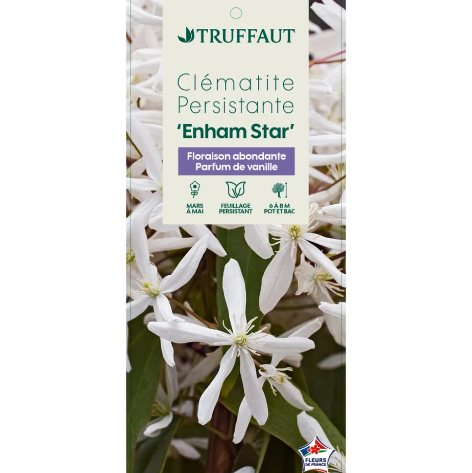 TRUFFAUT - Clematis 'Enham Star': pot 3L