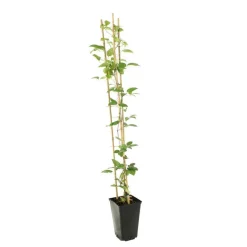 TRUFFAUT - Clematis hybride 'The Vagabond ':conteneur 3 Litres