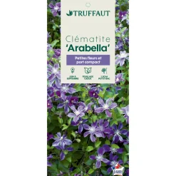 TRUFFAUT - Clematis integrifolia 'Arabella': pot de 3L