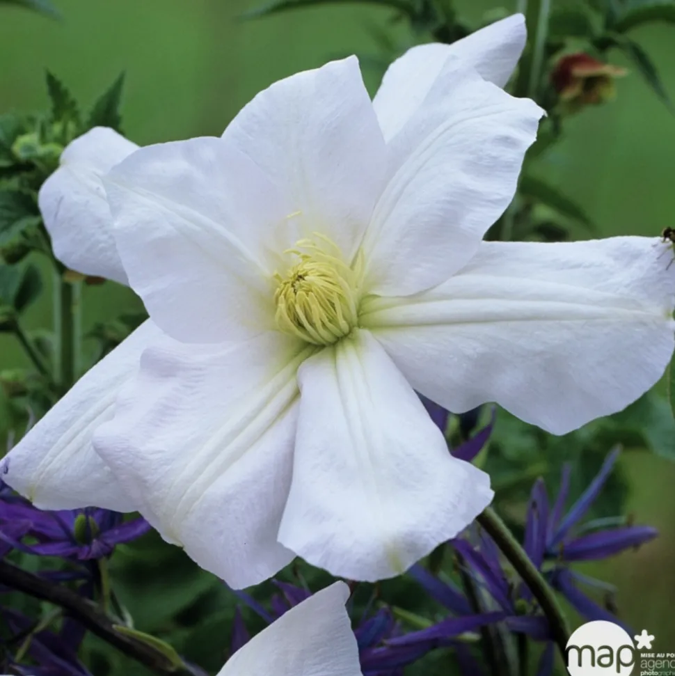 TRUFFAUT - Clematis Madame Lecoultre : ctr de 3 Litres