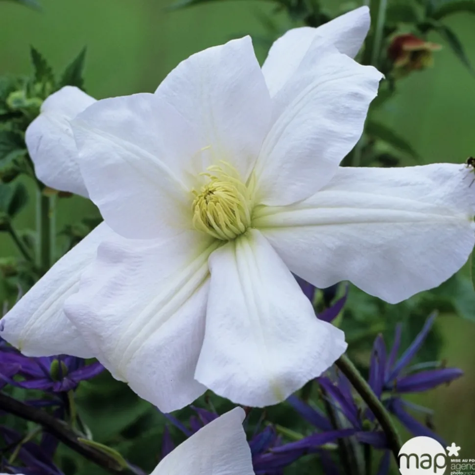 TRUFFAUT - Clematis Madame Lecoultre : ctr 1.5L