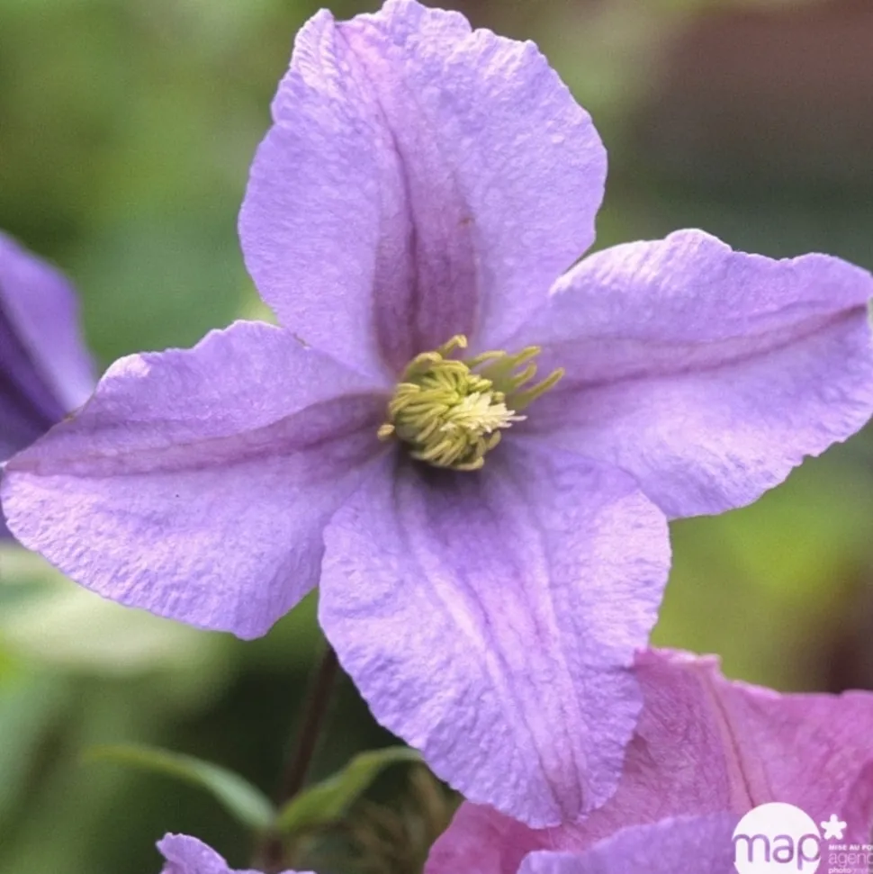 TRUFFAUT - Clematis 'Prince Charles': pot 3L