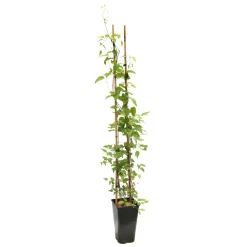 TRUFFAUT - Clematis 'Westerplatte': pot 3L