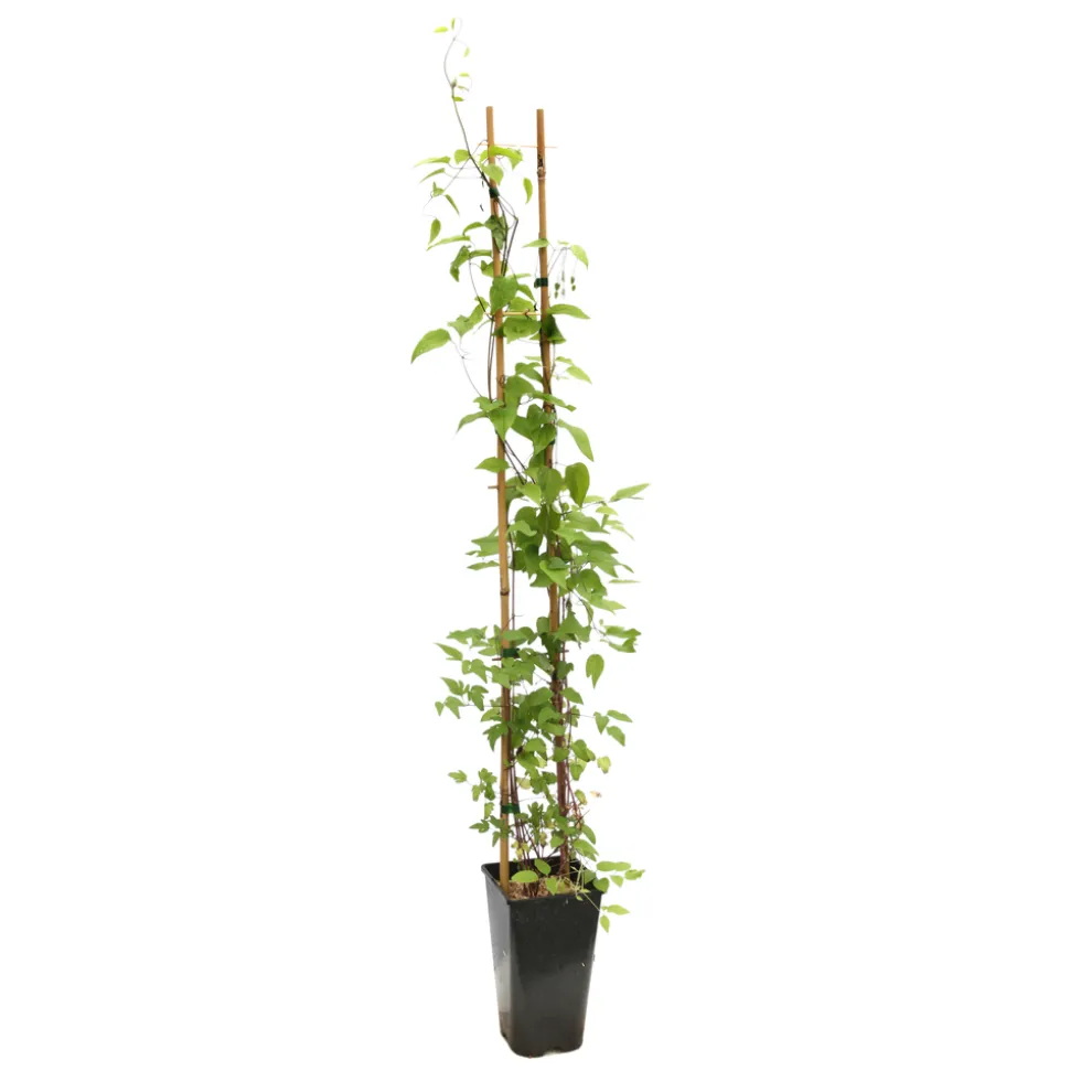 TRUFFAUT - Clematis 'Westerplatte': pot 3L