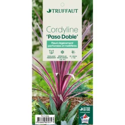 TRUFFAUT - Cordyline 'Paso Doble®' - Pot de 3L